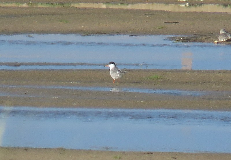 Forster's Tern - ML105825561