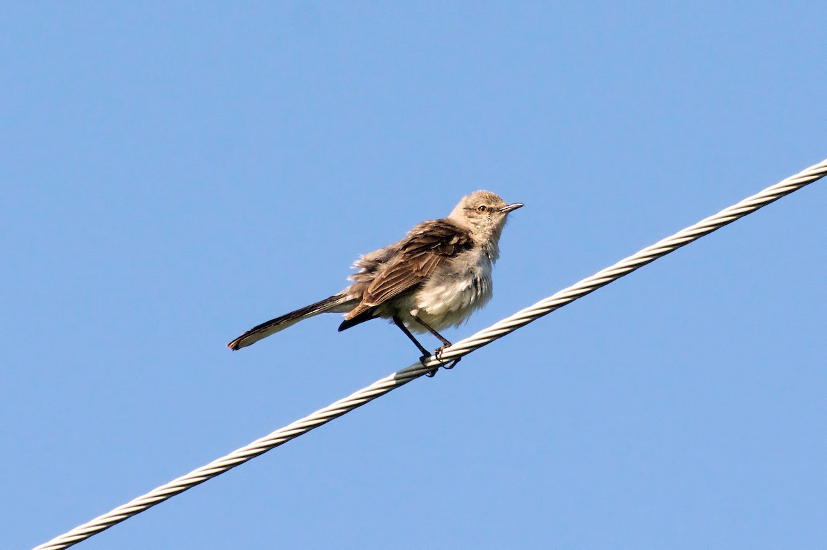 Northern Mockingbird - ML105825811