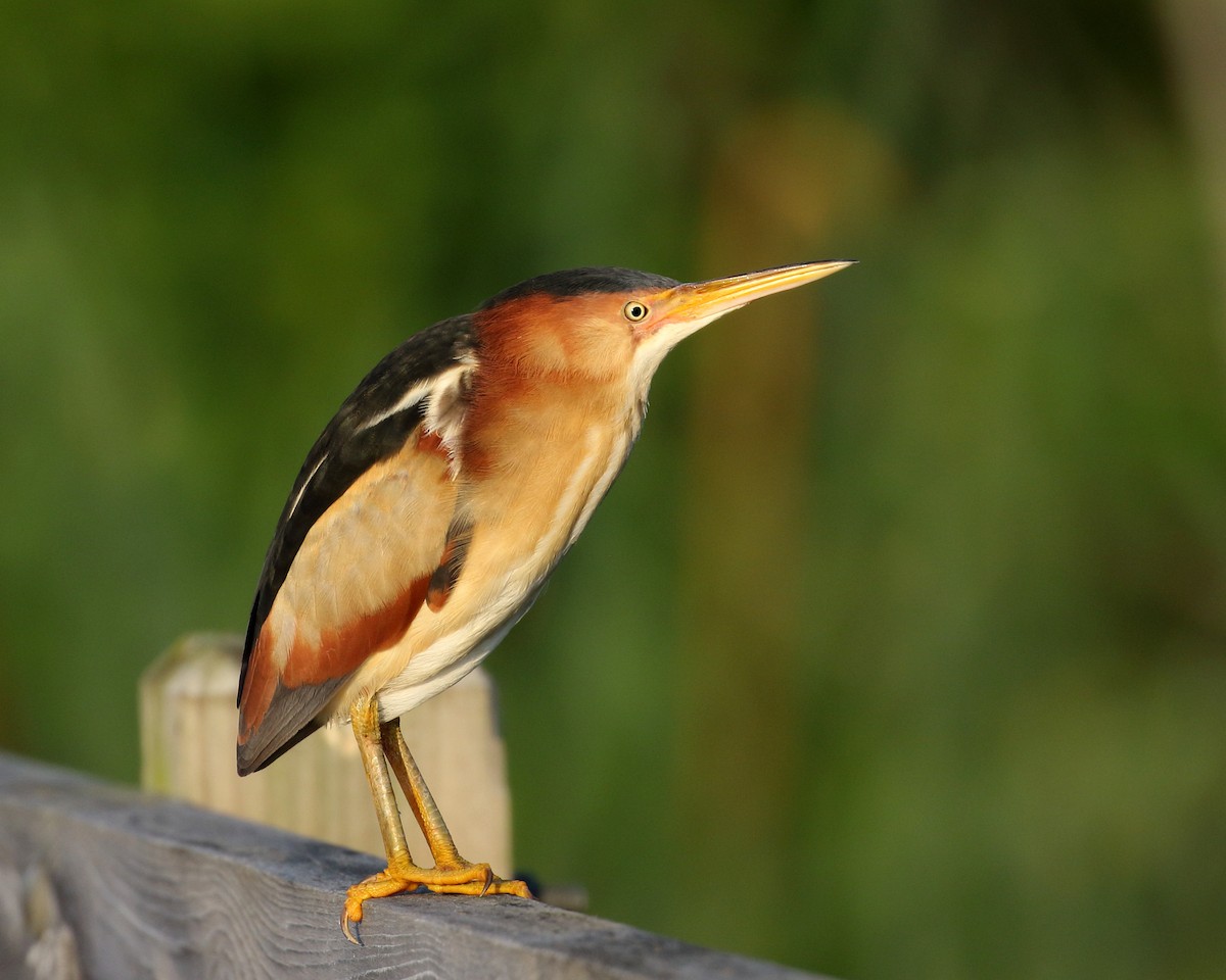 Least Bittern - ML105828501