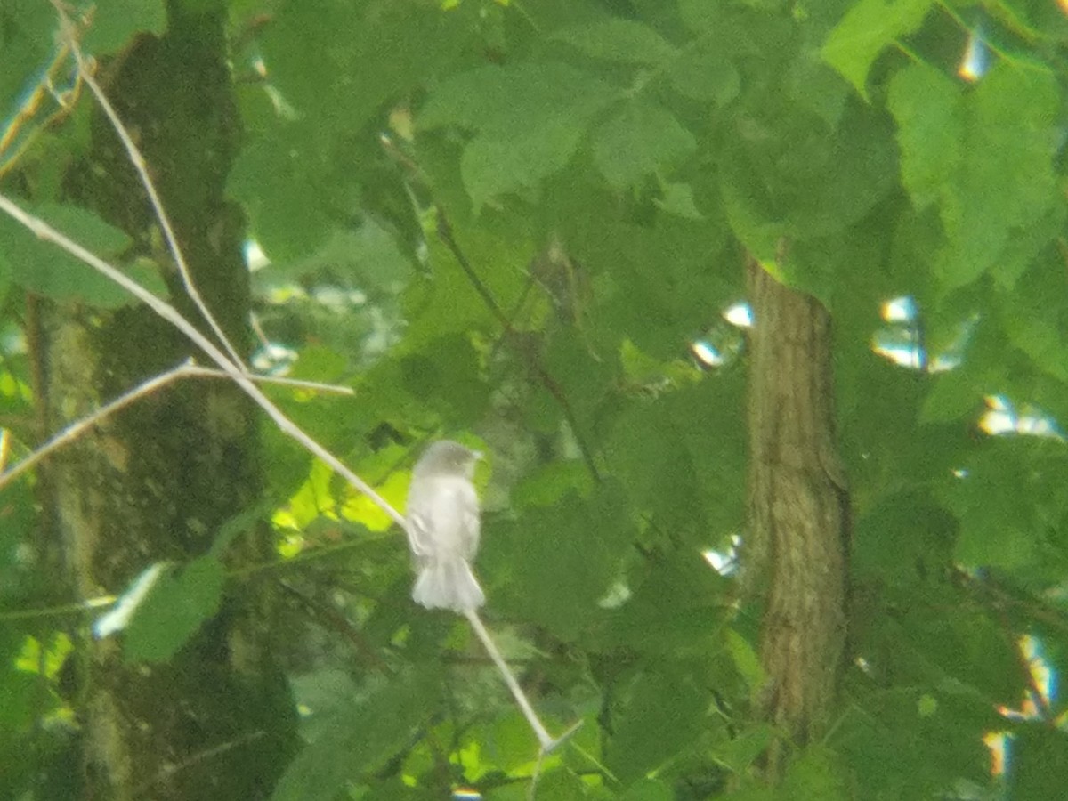 Acadian Flycatcher - ML105830121