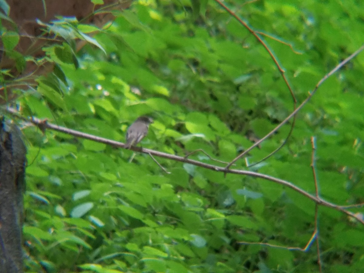 Eastern Wood-Pewee - ML105830401