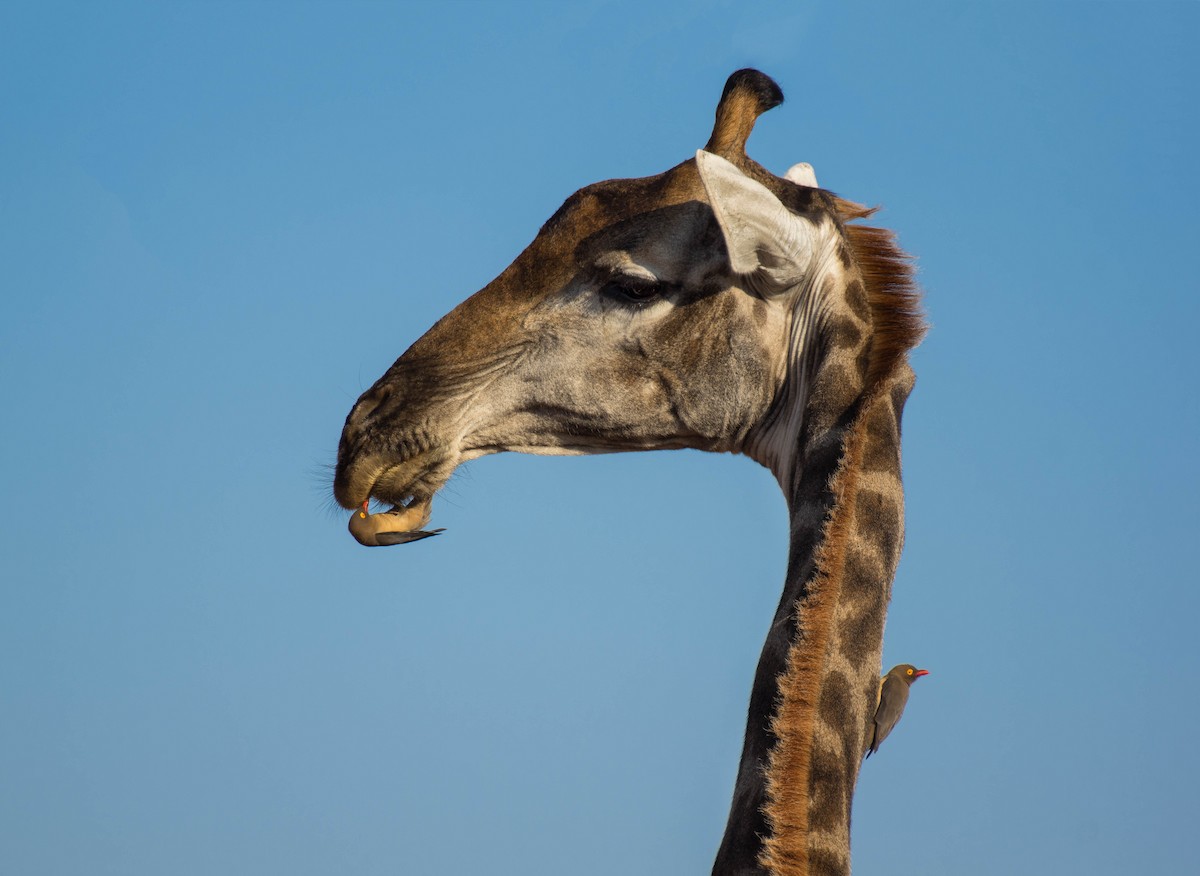 Red-billed Oxpecker - Jules  Wyman