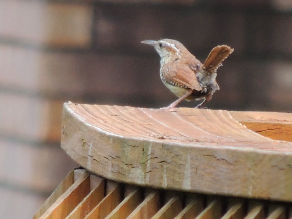 Carolina Wren - ML105832051