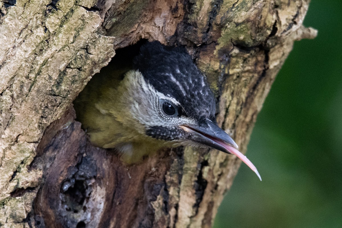 Laced Woodpecker - ML105832711