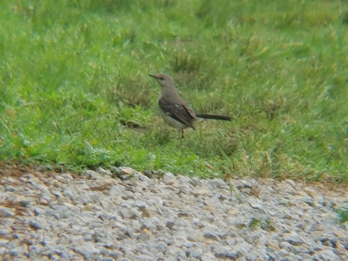 Northern Mockingbird - Travis Parker