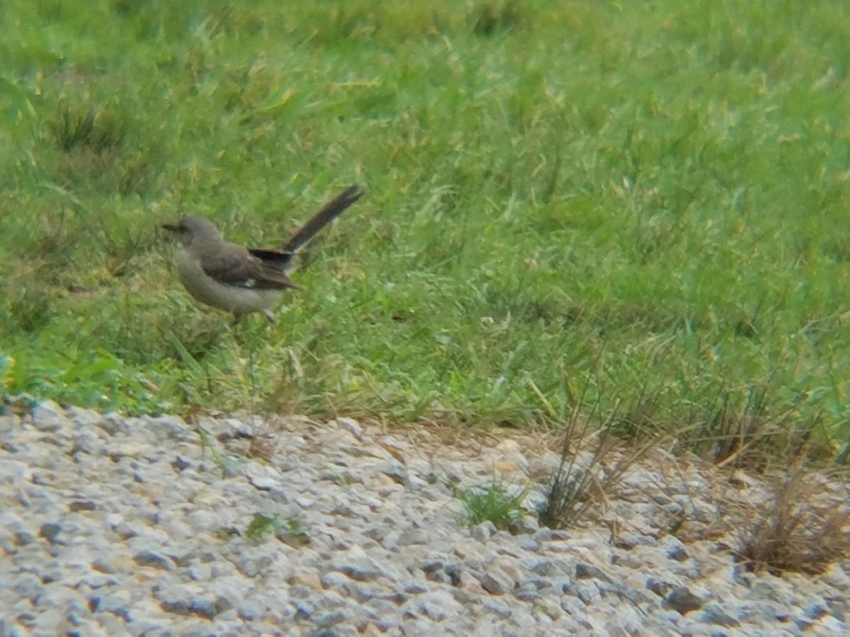 Northern Mockingbird - ML105833881