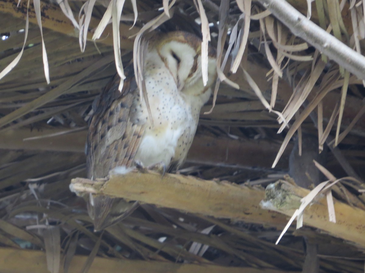 Barn Owl - ML105834321