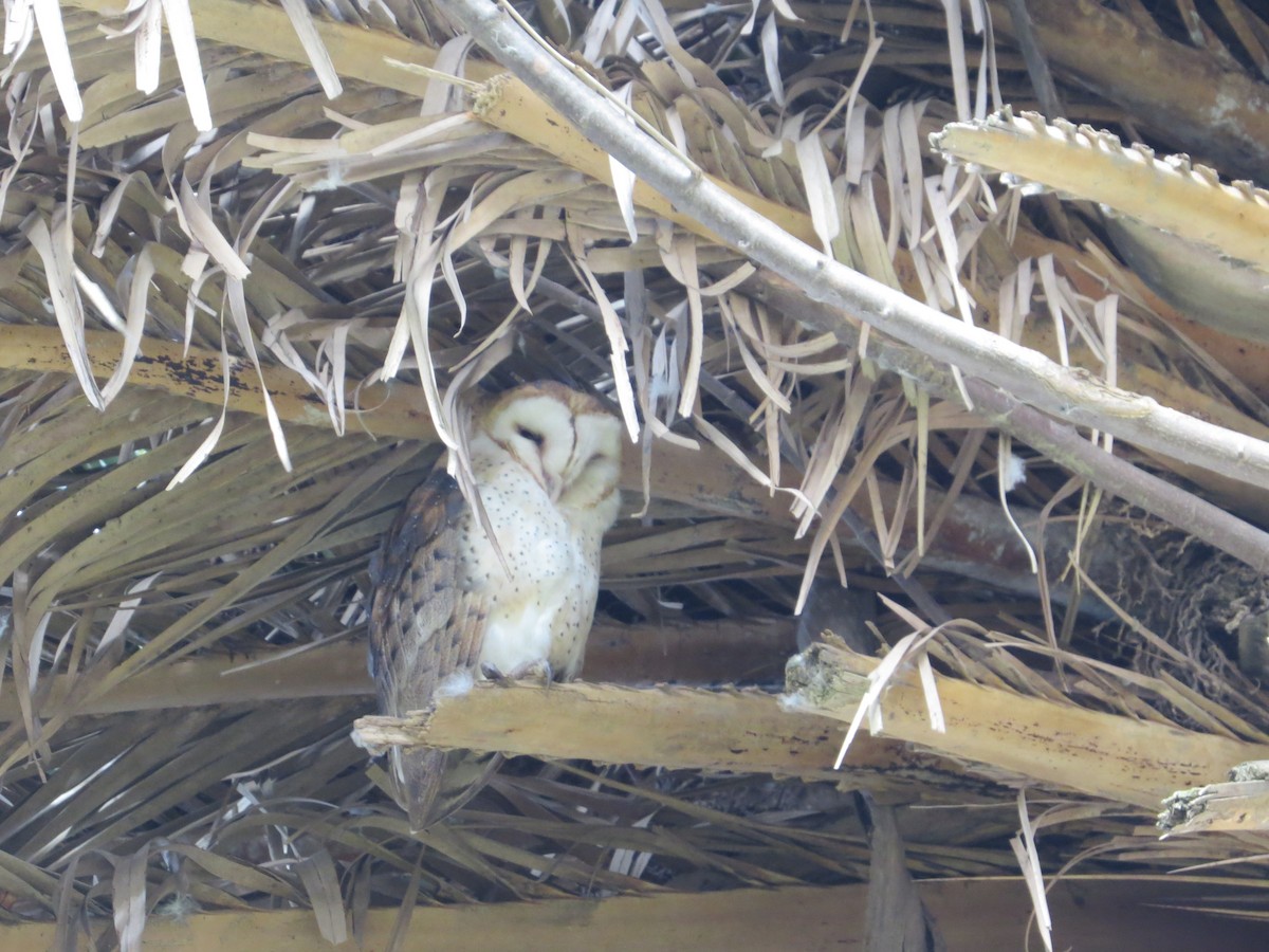 Barn Owl - ML105834341