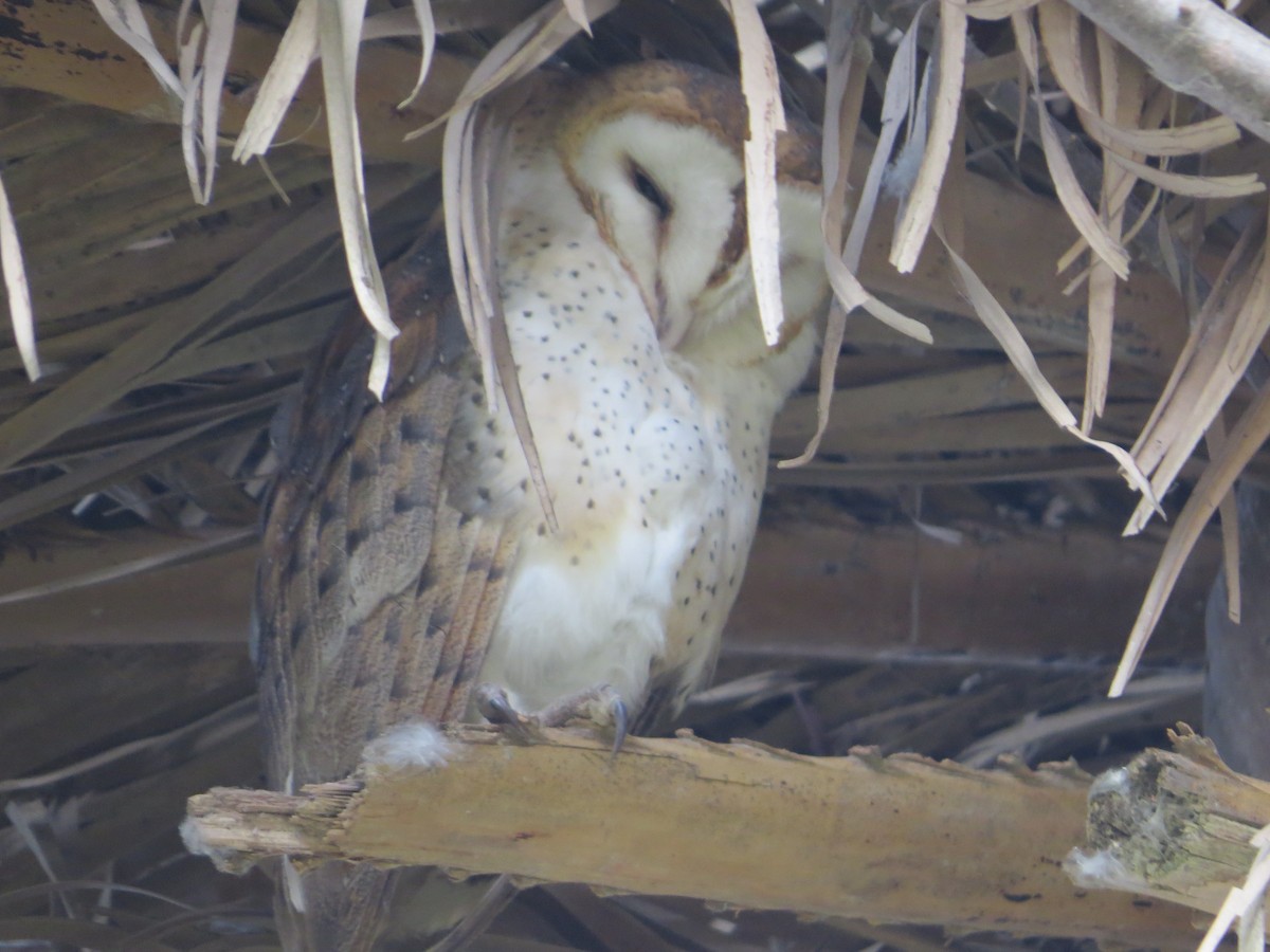 Barn Owl - ML105834351