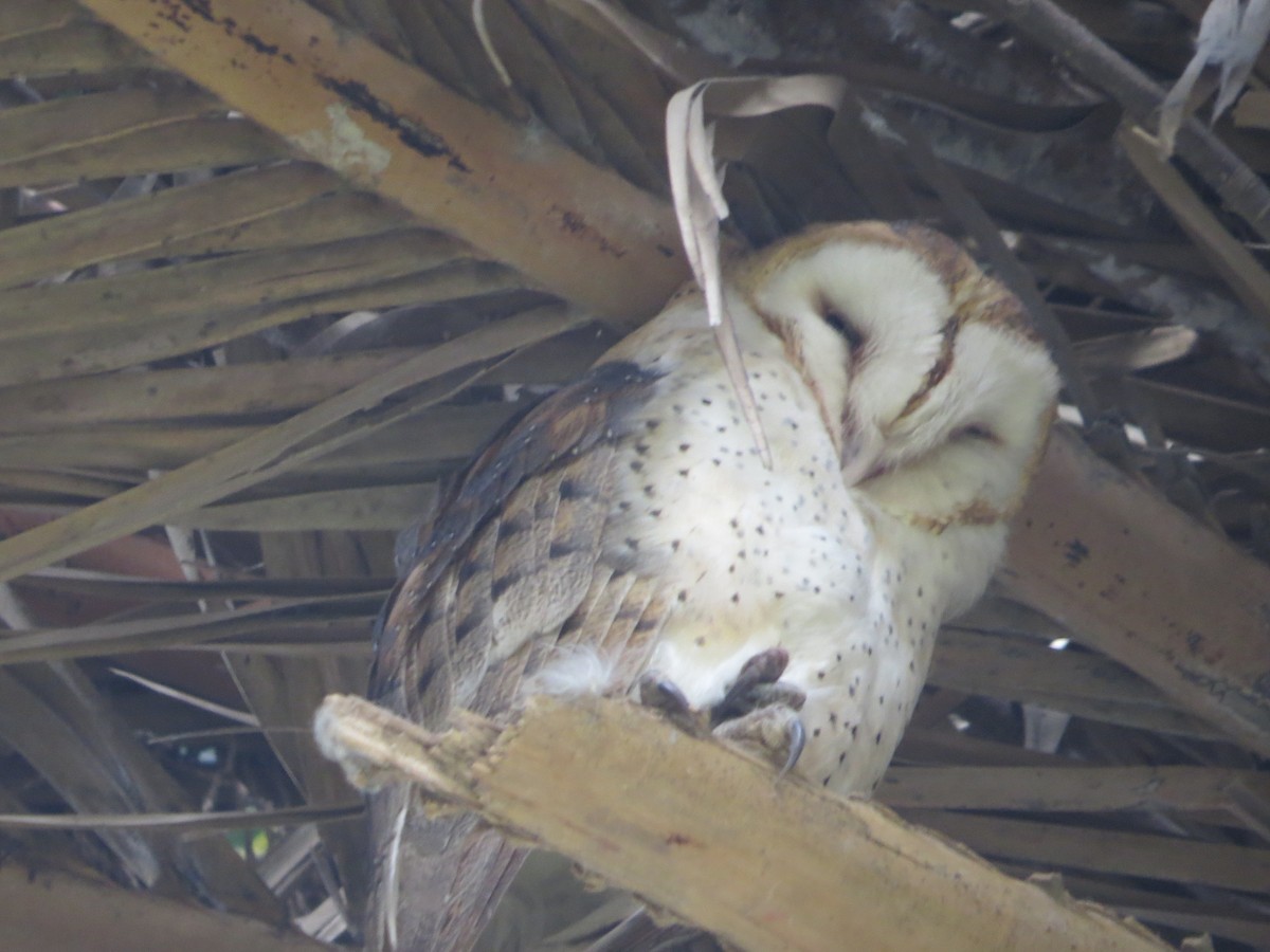 Barn Owl - ML105834461