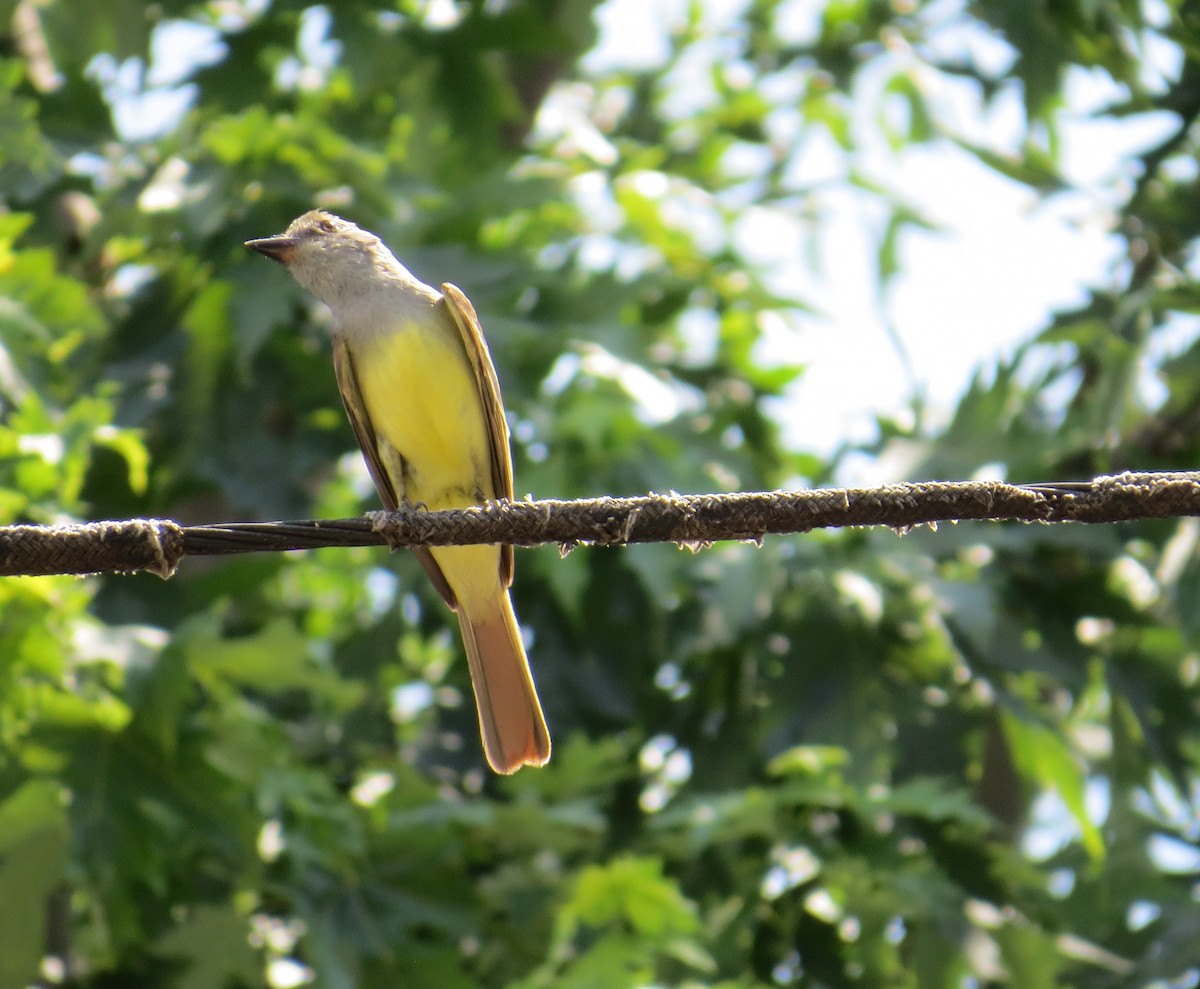 Great Crested Flycatcher - ML105835171