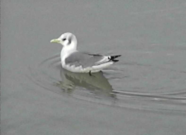 Gaviota Tridáctila - ML105837291