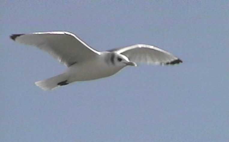 Gaviota Tridáctila - ML105837321