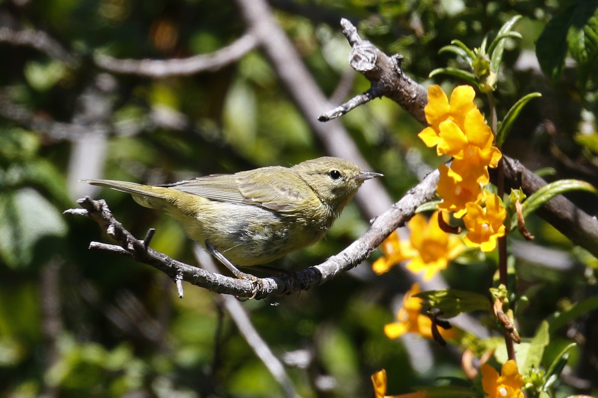 Orange-crowned Warbler - ML105837491