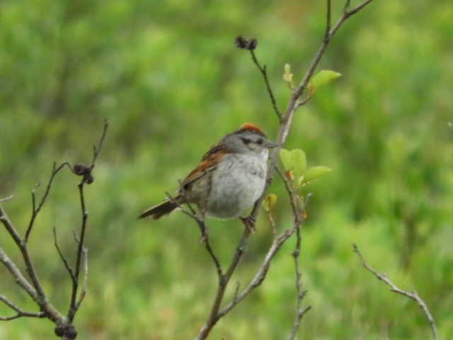 Swamp Sparrow - ML105837641