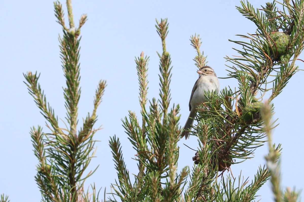 Clay-colored Sparrow - ML105838731