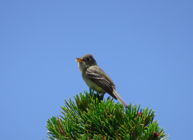 Western Flycatcher (Cordilleran) - ML105838871