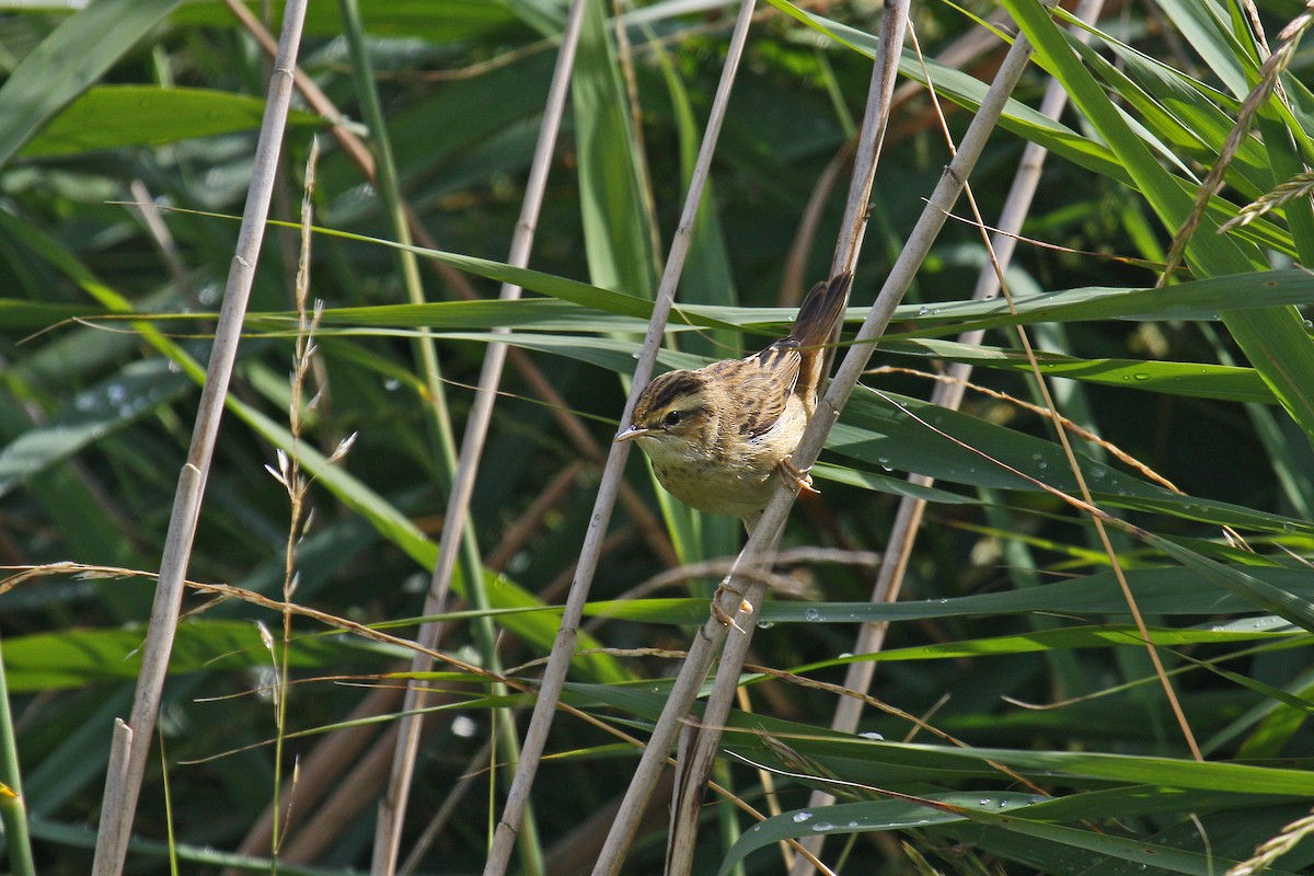 Sedge Warbler - ML105840851