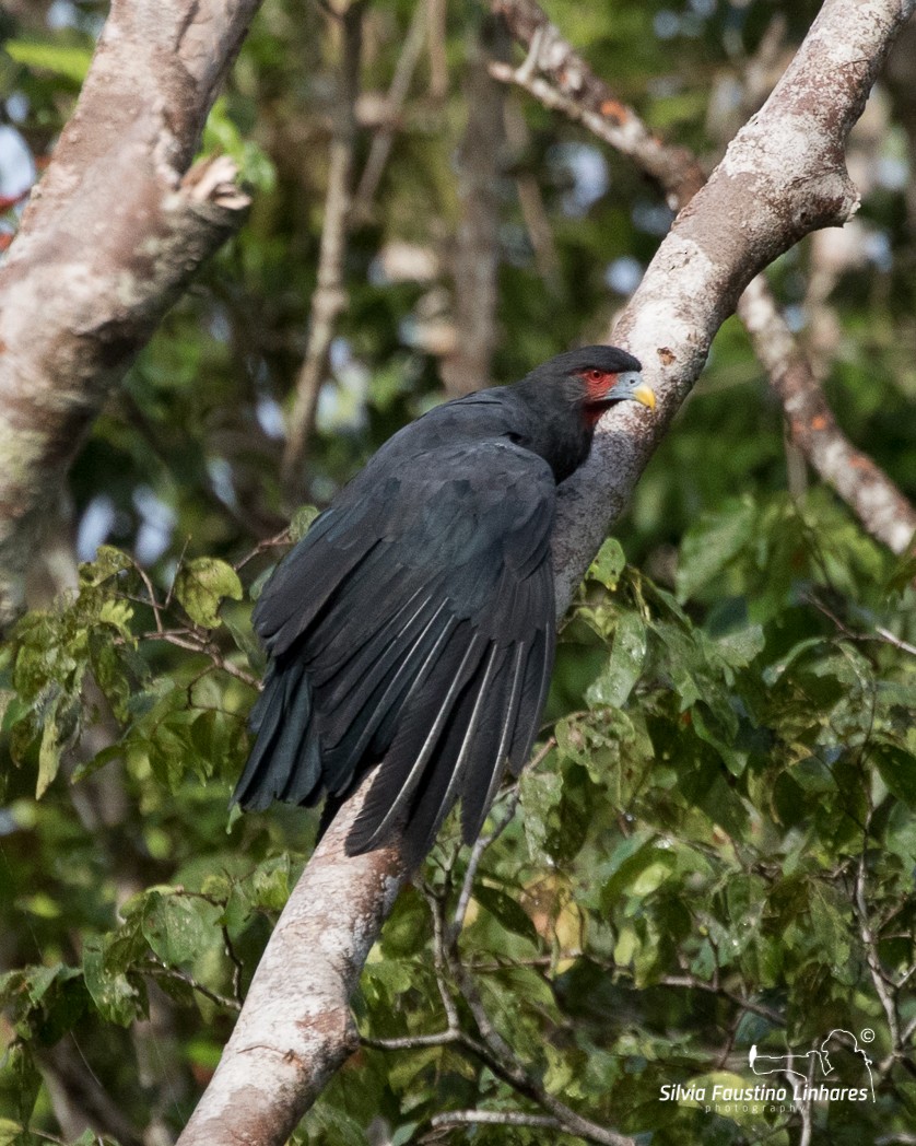 Red-throated Caracara - Silvia Faustino Linhares