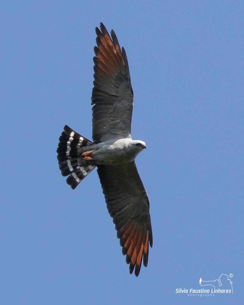 Plumbeous Kite - ML105842351