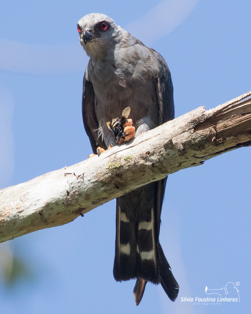 Plumbeous Kite - ML105842381