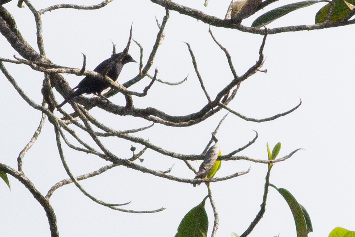 Shiny Cowbird - ML105842431