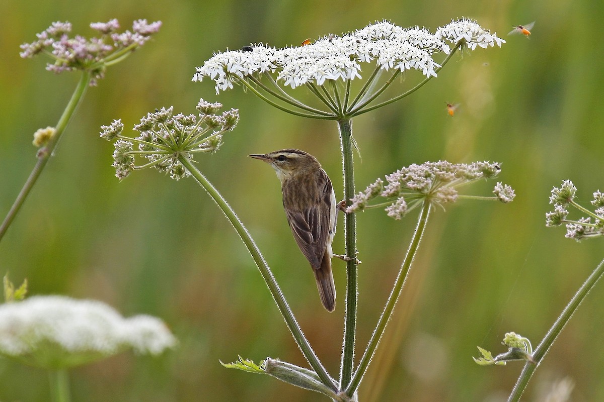 Sedge Warbler - ML105842961