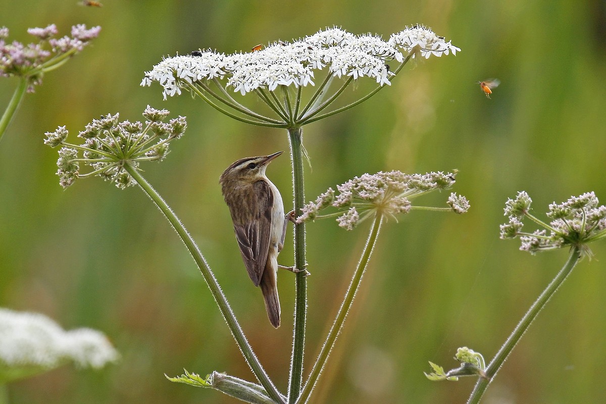 Sedge Warbler - James Kennerley