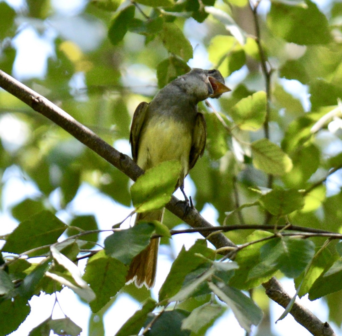 Great Crested Flycatcher - ML105843421