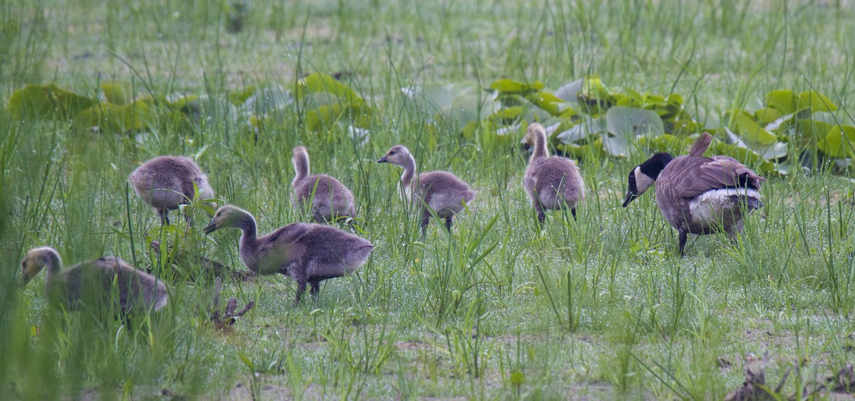 Canada Goose - ML105843631