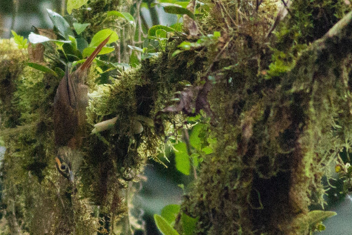 Scaly-throated Foliage-gleaner - Angus Pritchard