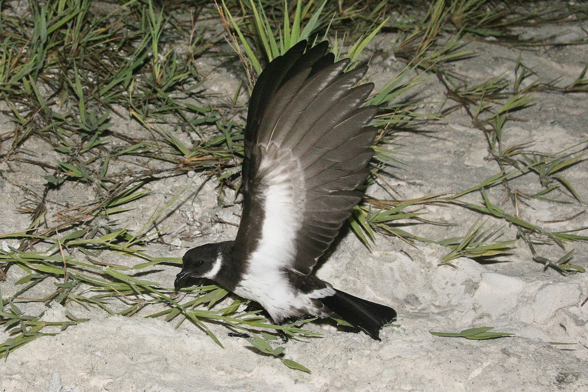 Polynesian Storm-Petrel - ML105843821