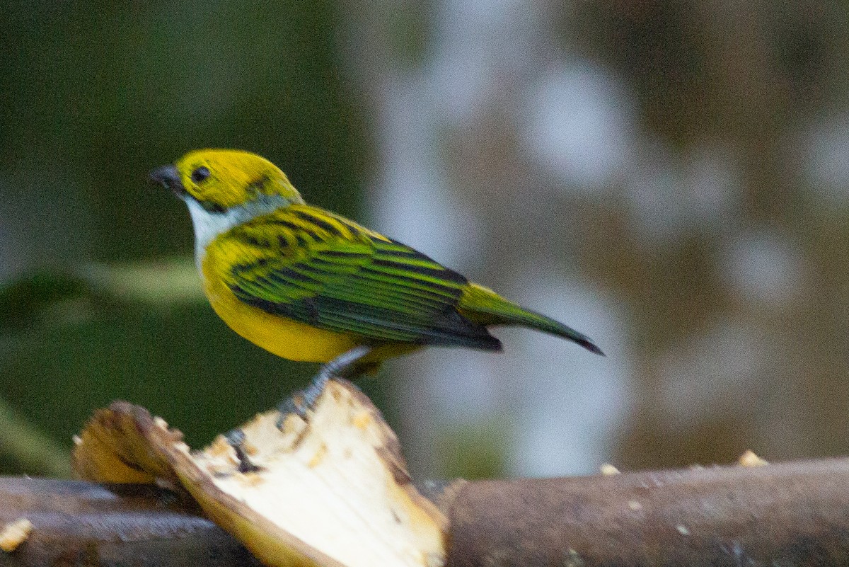 Silver-throated Tanager - Angus Pritchard