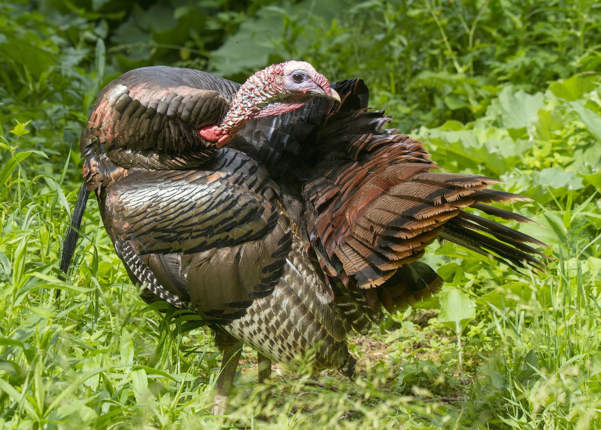 Wild Turkey - ML105844691