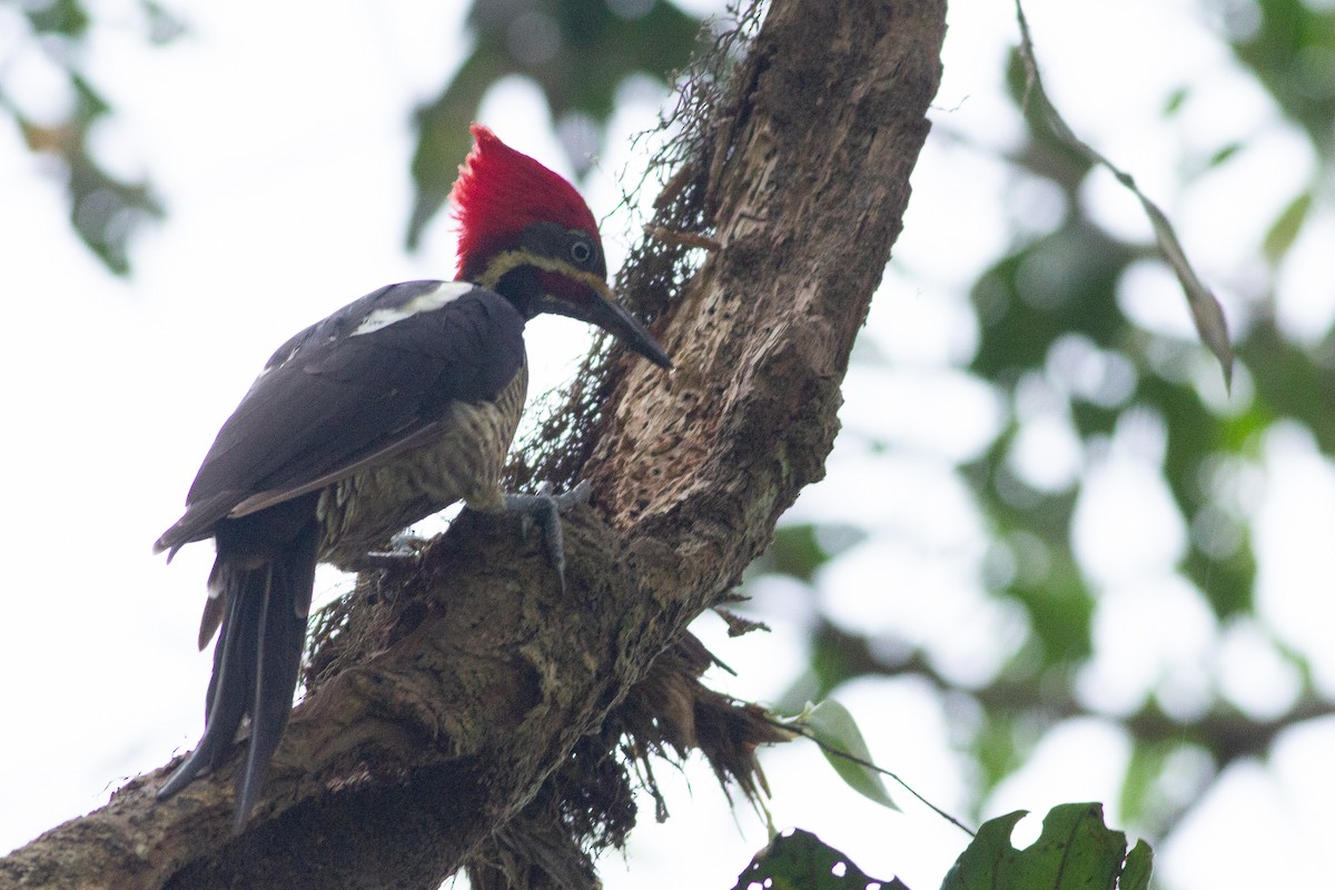 Lineated Woodpecker - Angus Pritchard