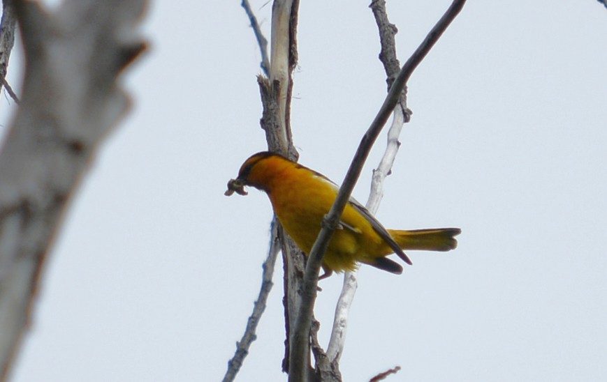 Bullock's Oriole - ML105845001