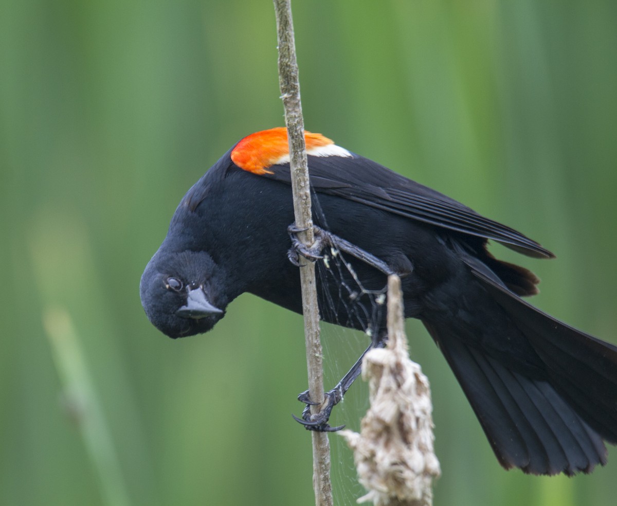 Red-winged Blackbird - Julie Bowen