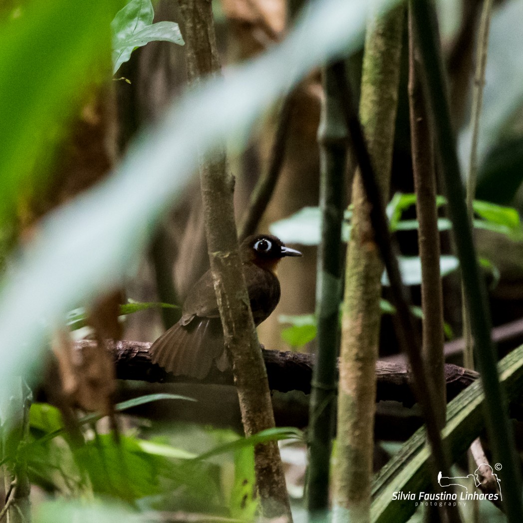 Rufous-throated Antbird - Silvia Faustino Linhares