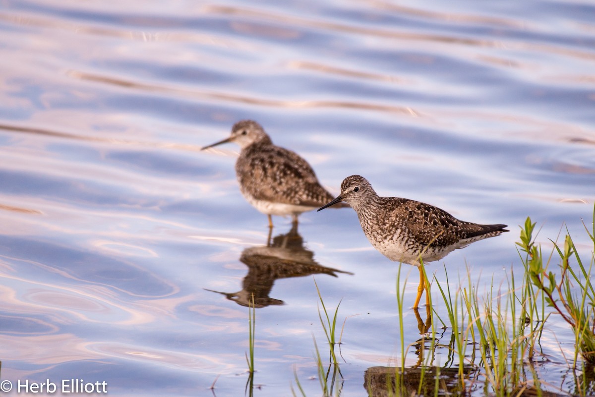 Lesser Yellowlegs - Herb Elliott