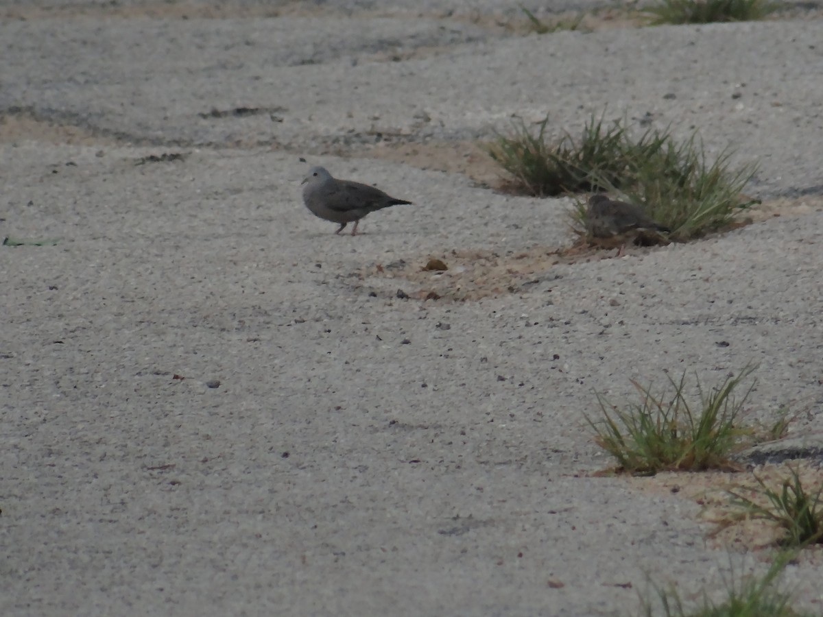 Plain-breasted Ground Dove - ML105846861