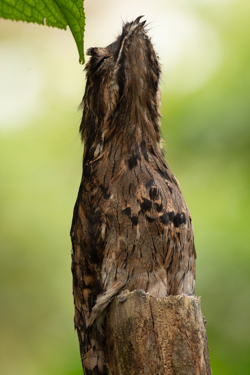 Common Potoo - Angus Pritchard