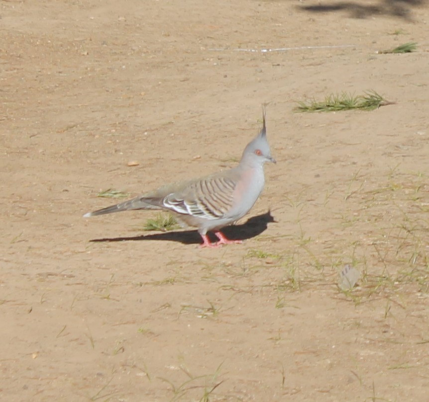 Crested Pigeon - ML105848251
