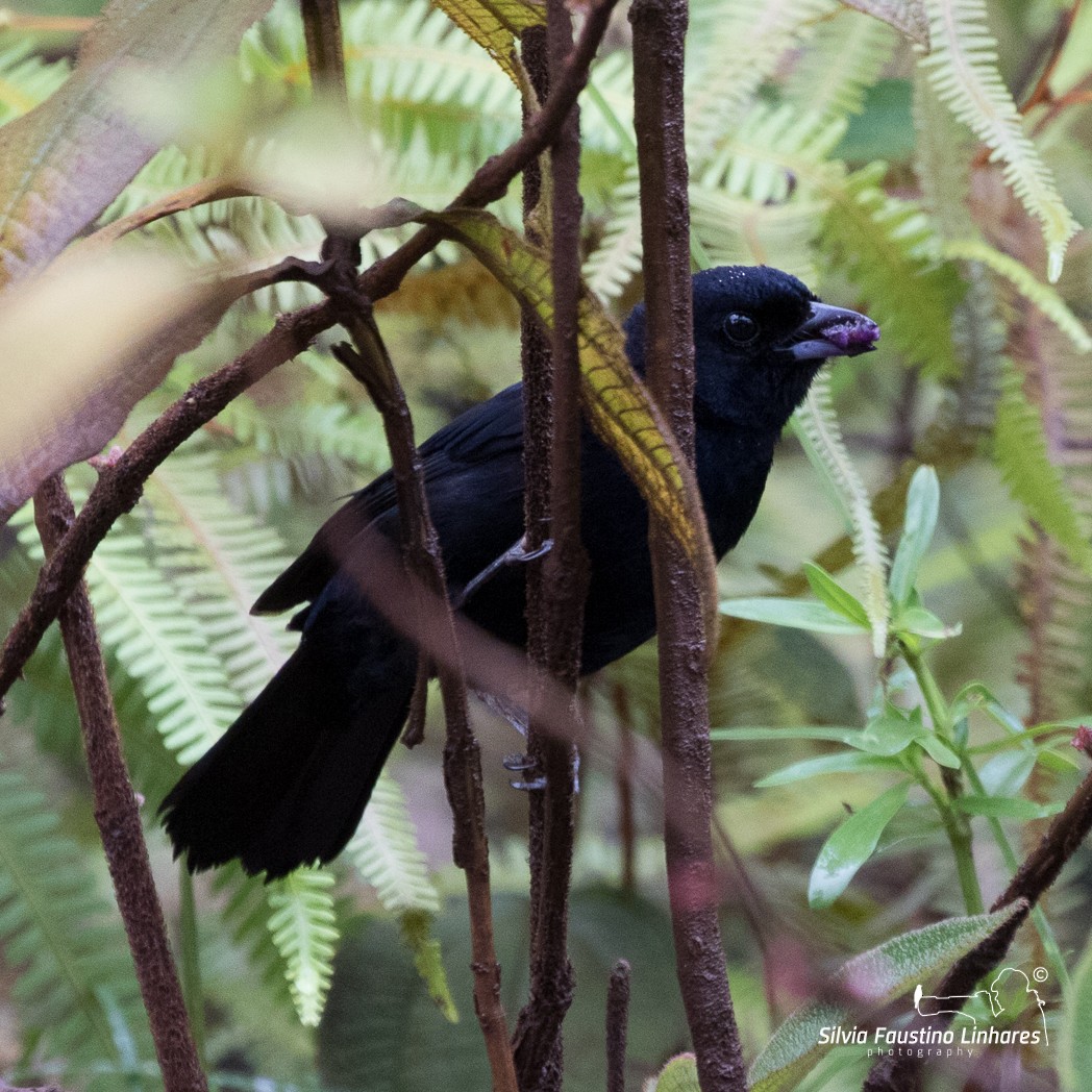 White-lined Tanager - ML105848611