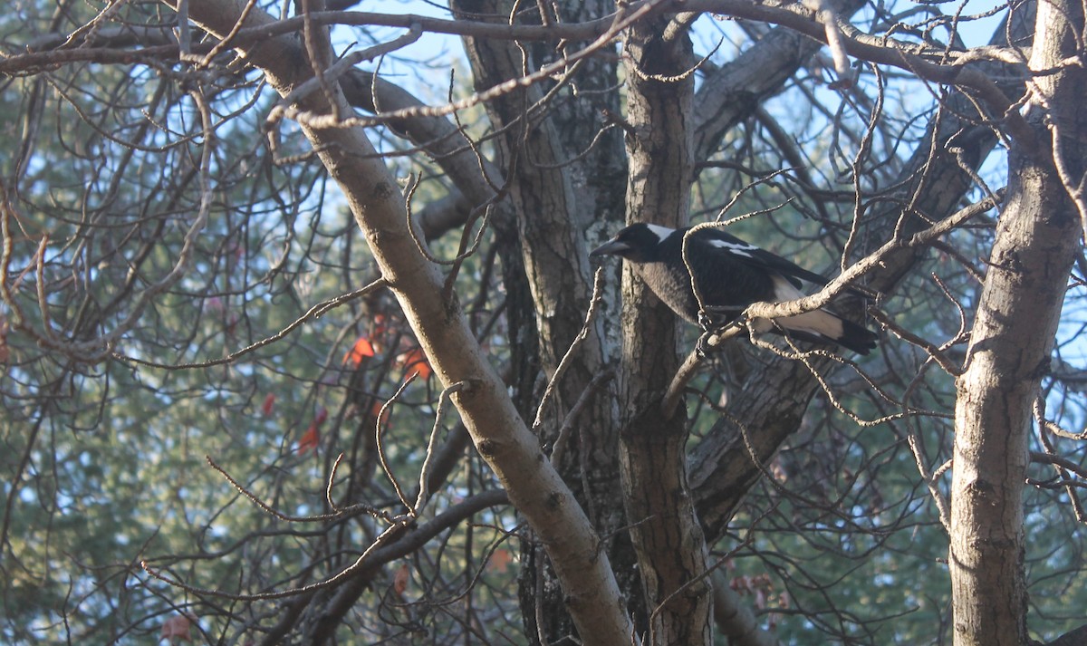 Australian Magpie (Black-backed) - ML105848761