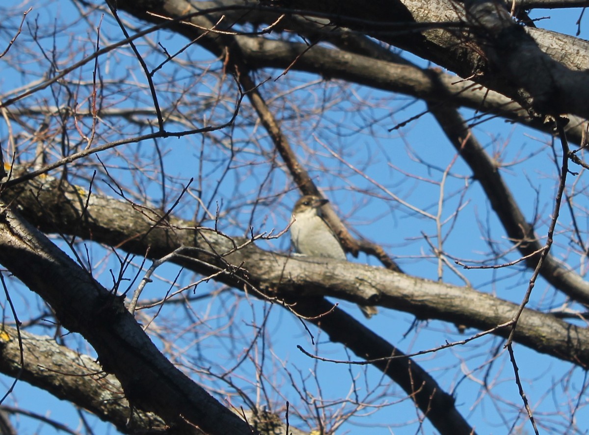 Gray Butcherbird - ML105848831