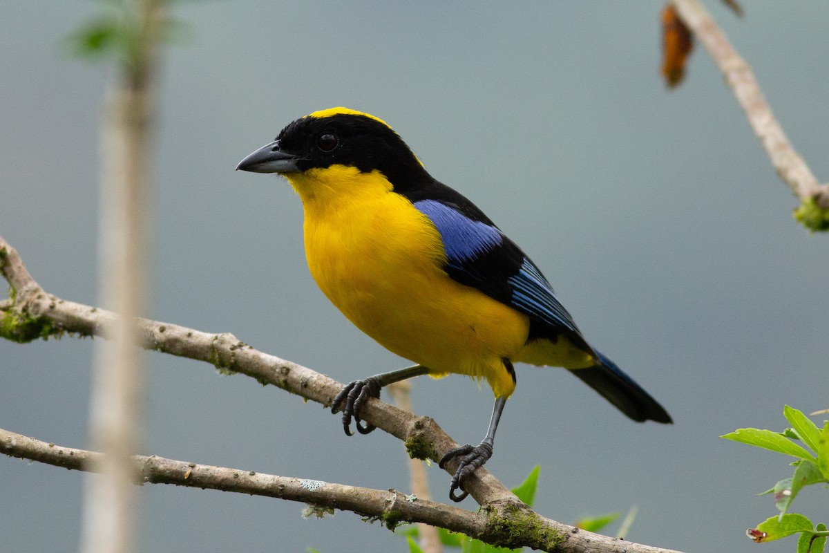 Blue-winged Mountain Tanager - Angus Pritchard