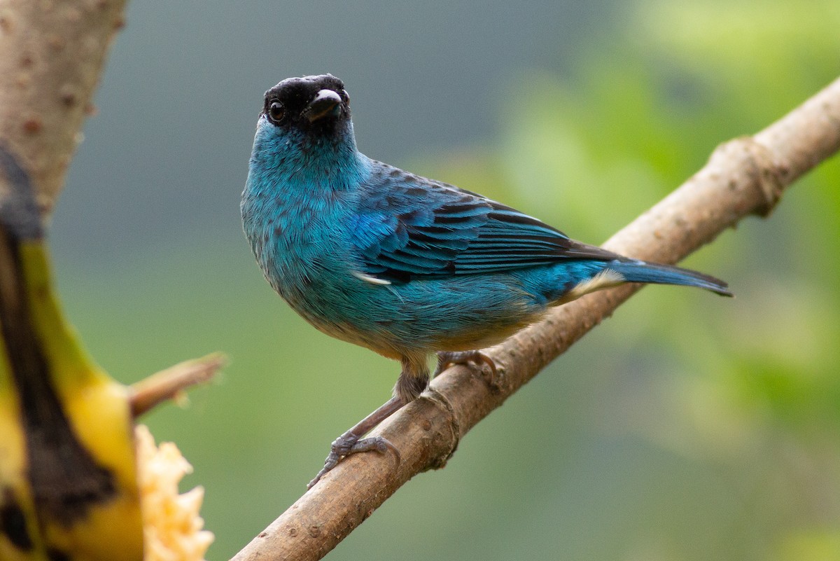 Golden-naped Tanager - ML105849091