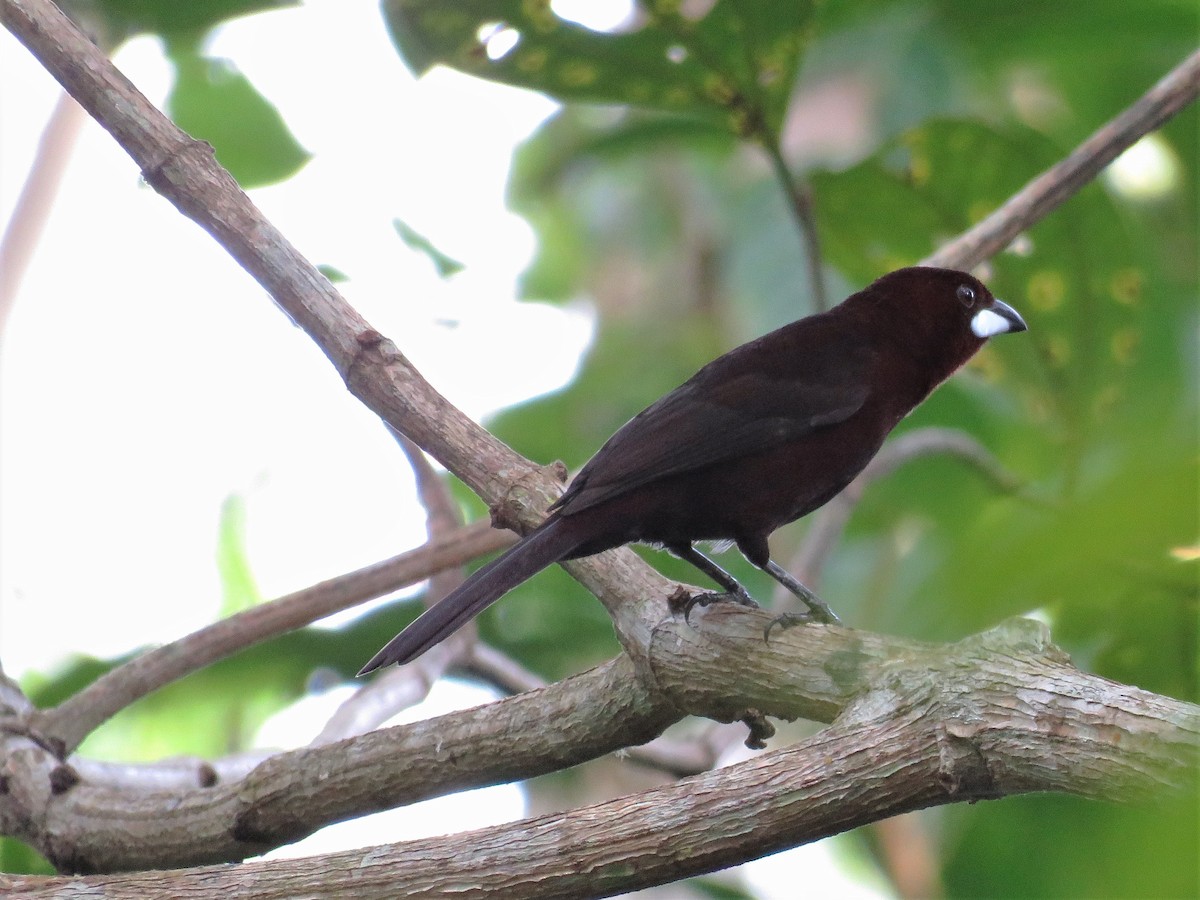 Silver-beaked Tanager - ML105849111