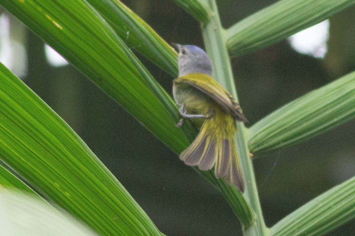 Capped Conebill - Angus Pritchard