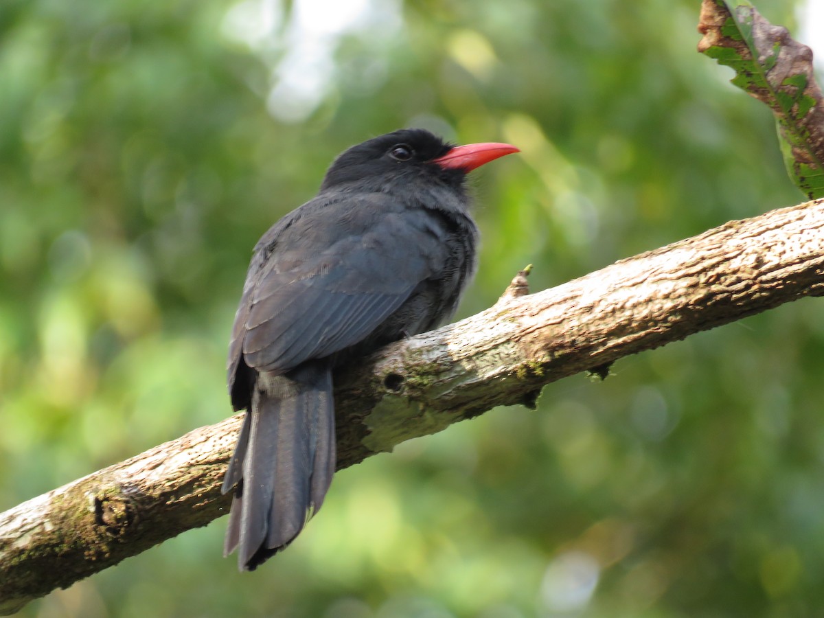 Schwarzstirn-Faulvogel - ML105849591